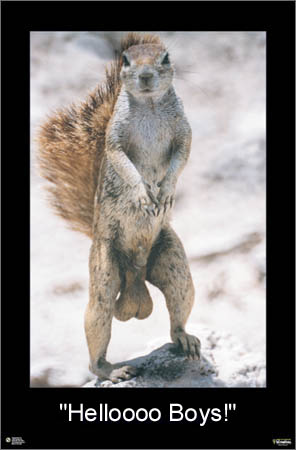 squirrel.jpg